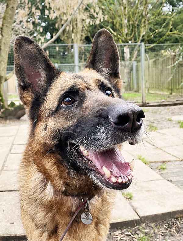 prada berger allemand femelle à adopter adoption refuge sos animaux 78